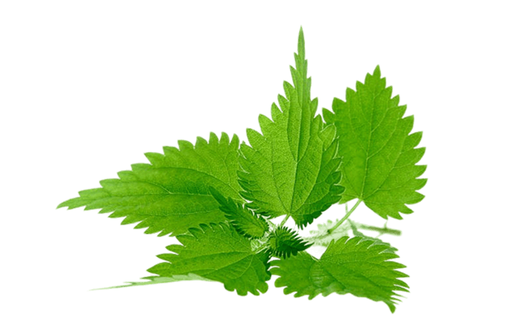 Nettle