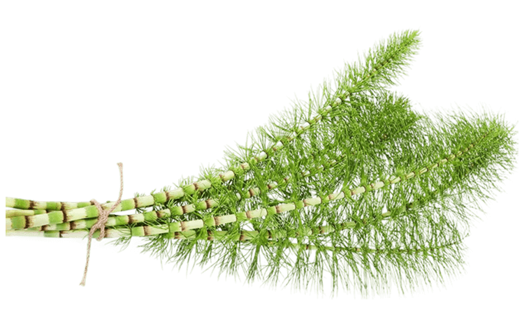 Horsetail