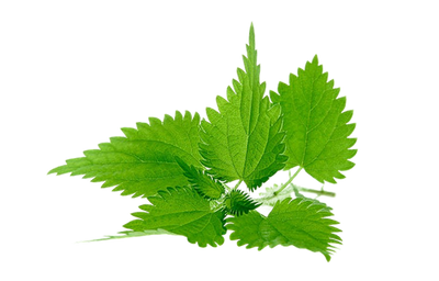 Nettle