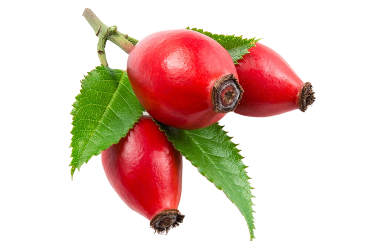 Rose Hip