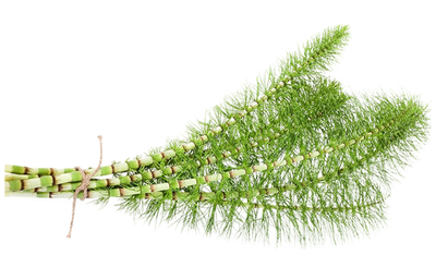 Horsetail