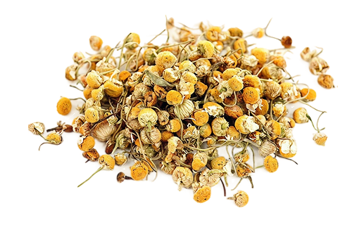 Egyptian Chamomile